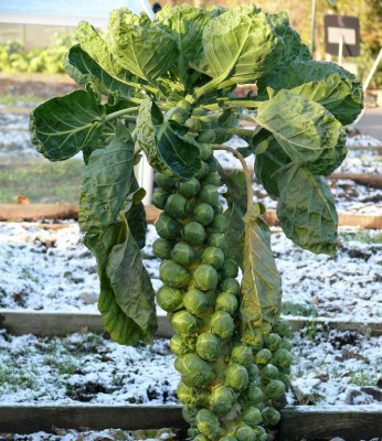 Брюссельская капуста.jpg (211.89 КБ) Просмотров: 1549404 Брюссельская капуста.jpg