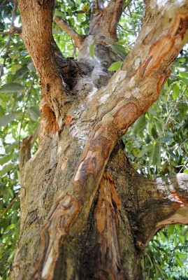 Корица.jpg (192.25 КБ) Просмотров: 3569286 Корица.jpg
